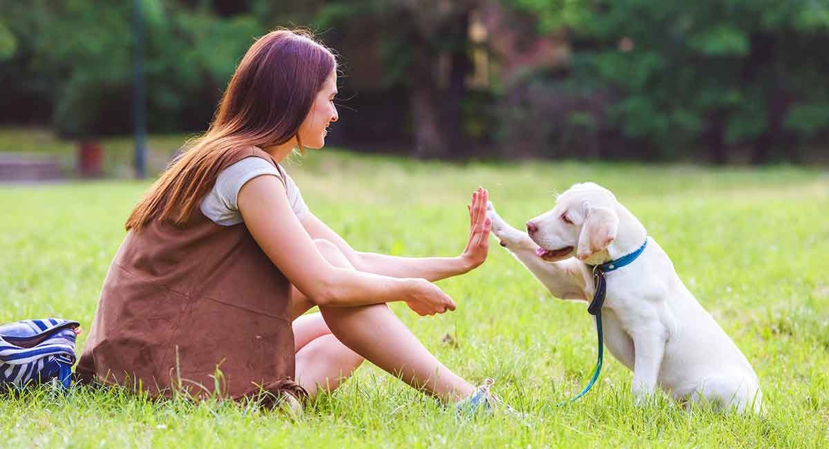 How to Make the Most of Your Pet Training Sessions