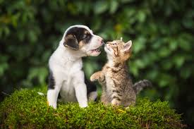 Secure The Life Of Your Lovely Pet By Seeking Top Pet Insurance In Australia Today!